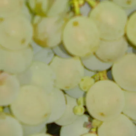 Flaemisches Weinhaus Wintrich