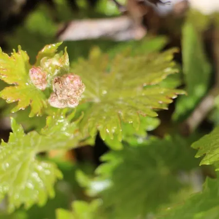 Flaemisches Weinhaus * Wintrich