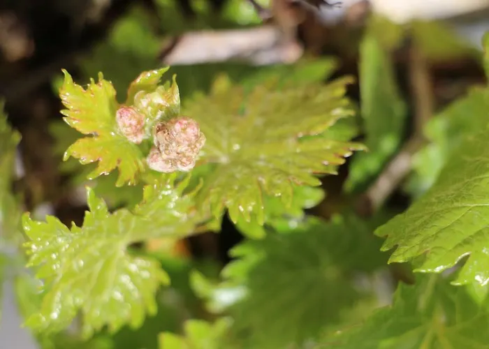 Flaemisches Weinhaus * ヴィントリッヒ